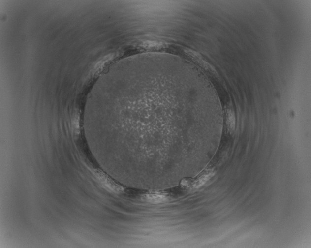 X0000078240668200611031111