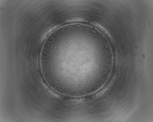 X0000078240937200611031106