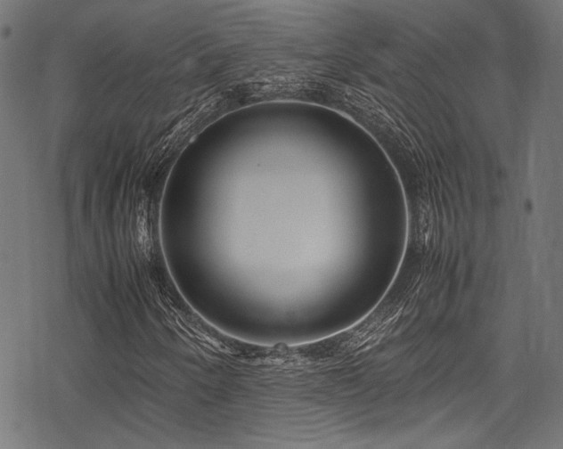 X0000078241250200611031101