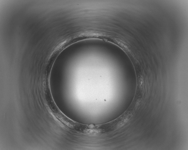 X0000078240352200611101041