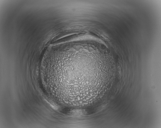 X0000078240499200611101039
