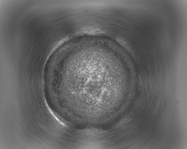X0000078240630200611101036
