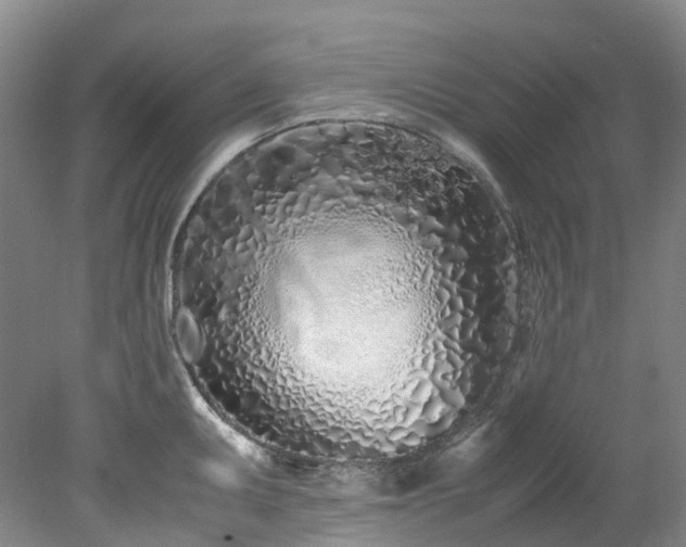 X0000078241095200611101029