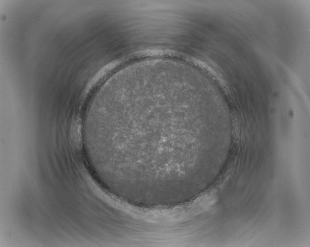 X0000078240016200611171510