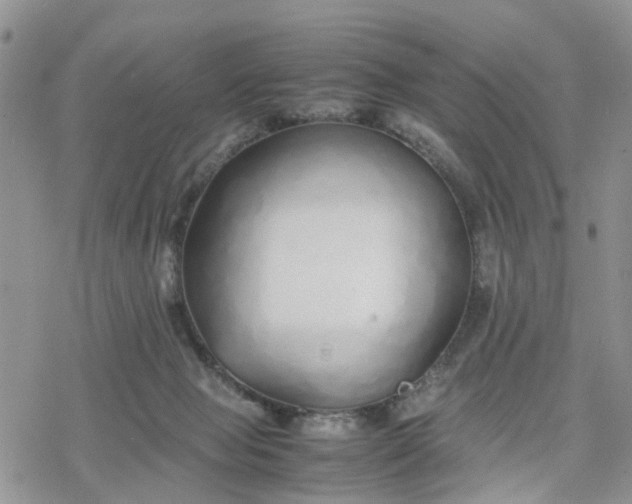 X0000078240077200611171509