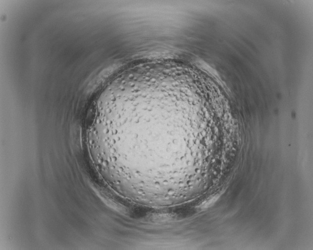 X0000078240205200611171507