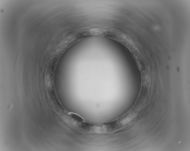 X0000078240317200611171505