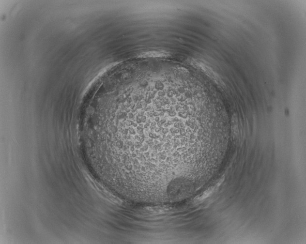 X0000078240351200611171504