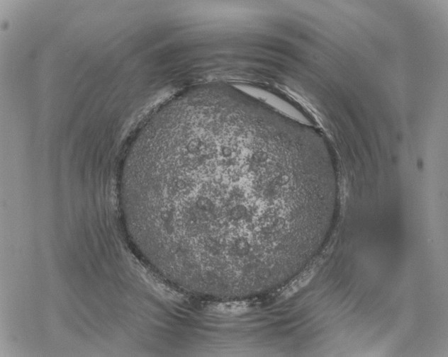 X0000078240353200611171504