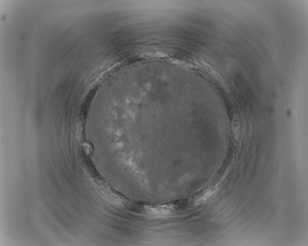 X0000078240359200611171504