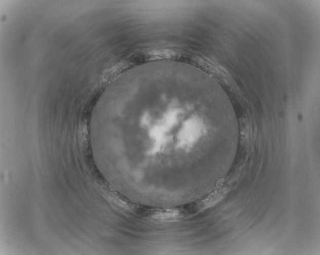 X0000078240369200611171504