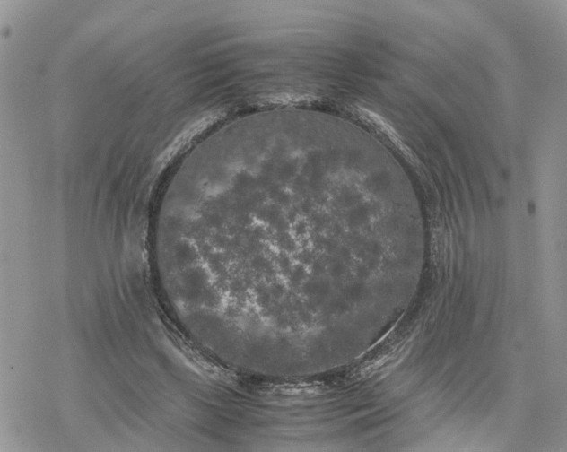 X0000078240443200611171502