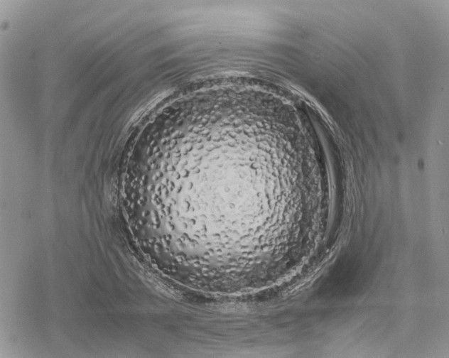 X0000078240785200611171457