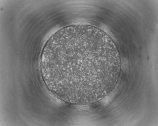X0000078240856200611171457
