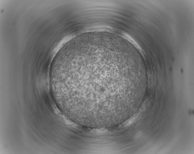 X0000078240994200611171454