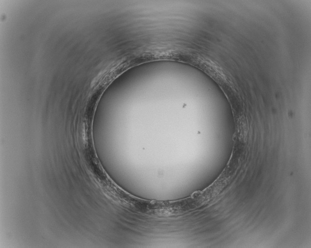 X0000078240740200611251238