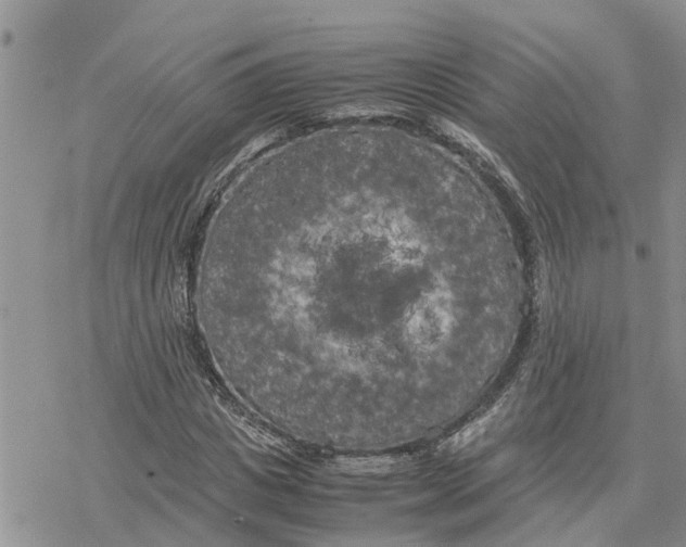 X0000078240825200611251236