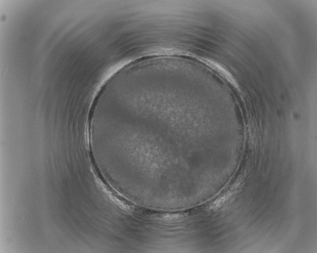 X0000078240839200611251237