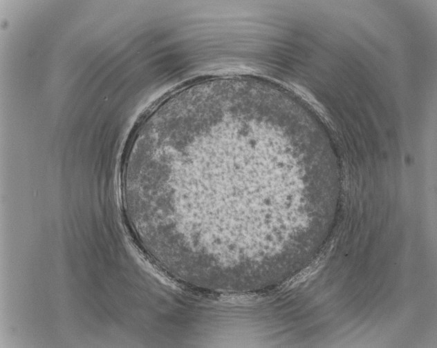 X0000078240840200611251237