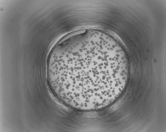 X0000078240844200611251237