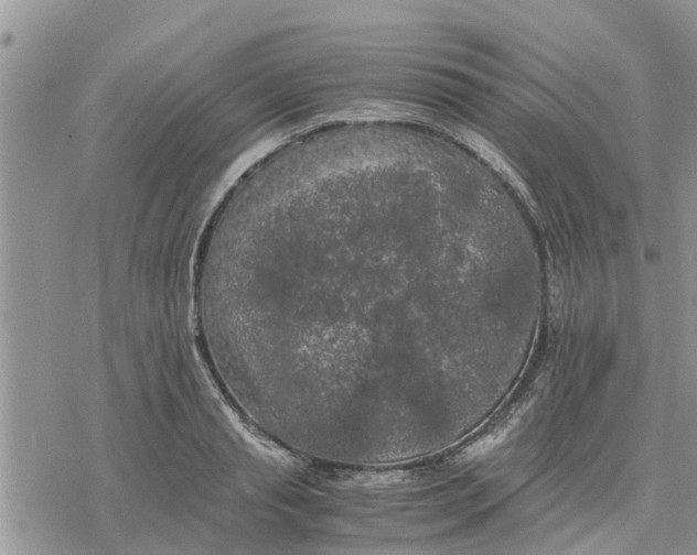 X0000078240845200611251237