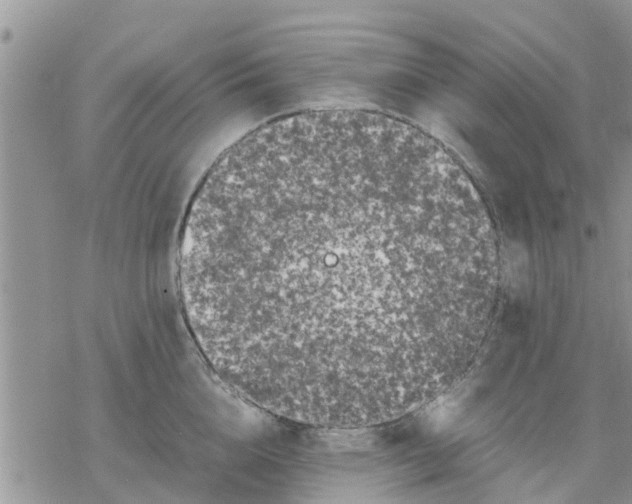 X0000078240856200611251237