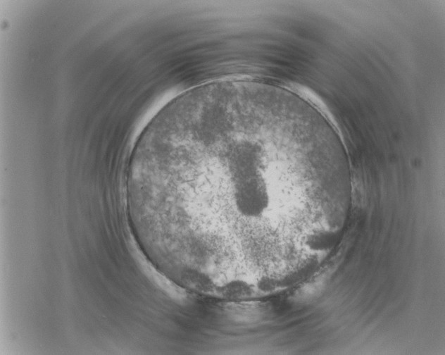 X0000078240859200611251237