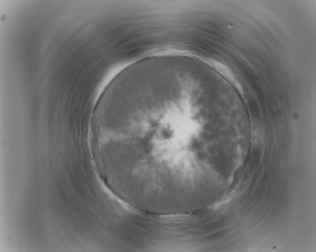 X0000078240863200611251237