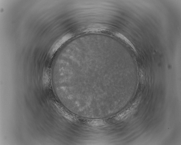 X0000078240874200611251236