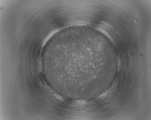 X0000078240878200611251236