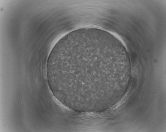 X0000078240903200611251236