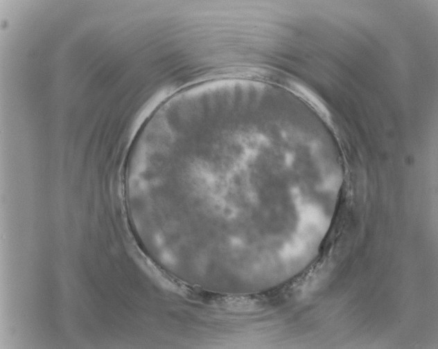 X0000078240907200611251236