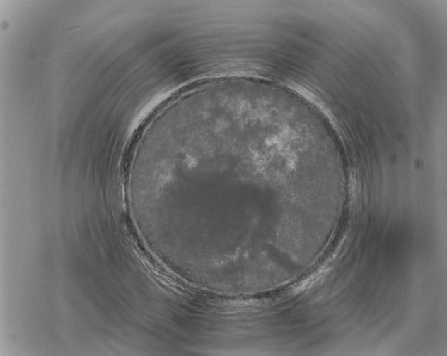 X0000078240925200611251235