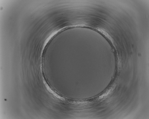 X0000078240941200611251235