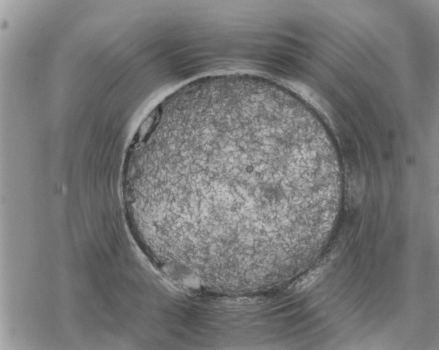 X0000078240943200611251235