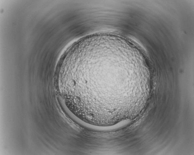 X0000078240948200611251235