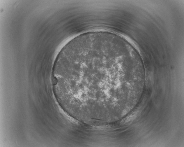 X0000078240951200611251235