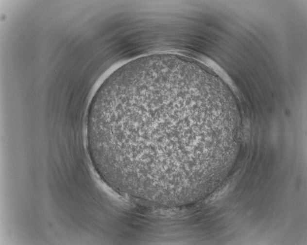 X0000078240955200611251235