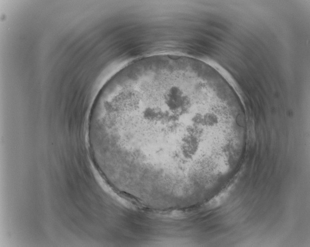 X0000078240957200611251235