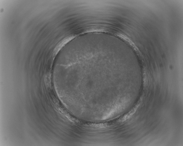 X0000078241121200611251232