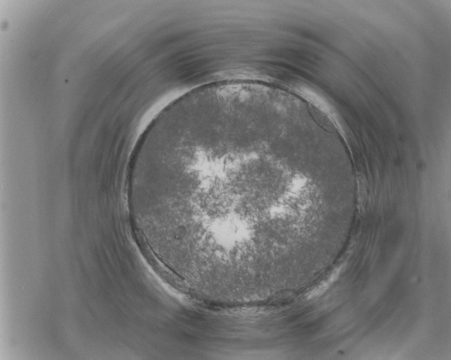 X0000078241141200611251232