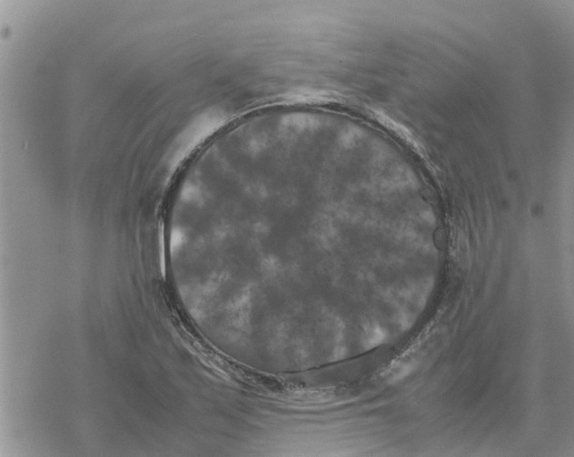 X0000078241171200611251231