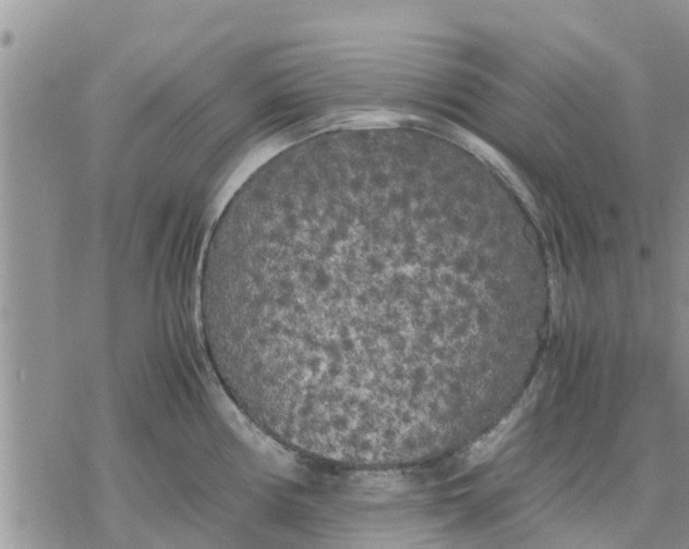 X0000078241194200611251231