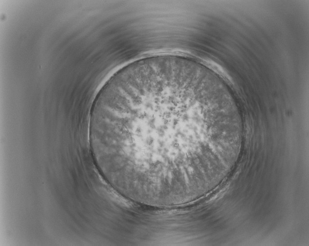 X0000078241228200611251231