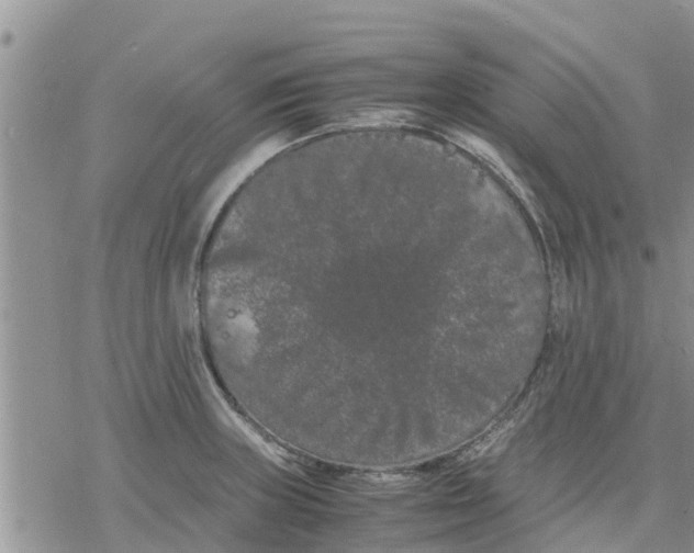 X0000078241235200611251231