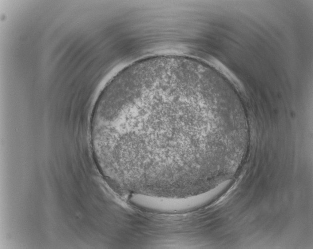 X0000078241240200611251231