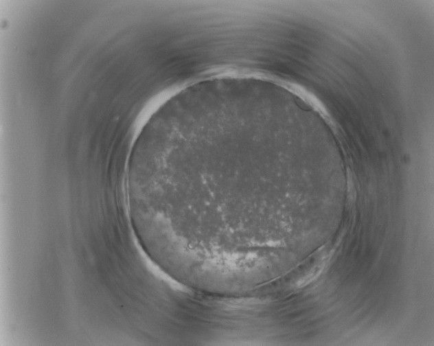 X0000078241247200611251231