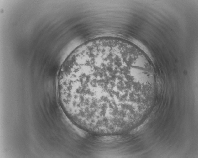 X0000078241290200611251229