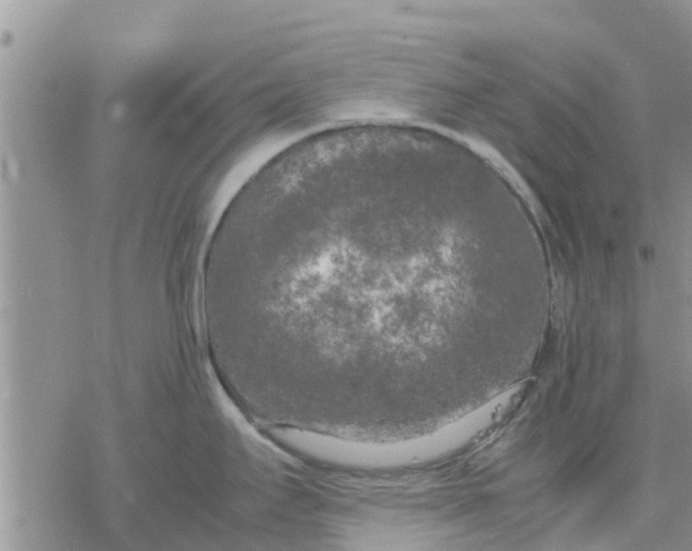 X0000078241295200611251229