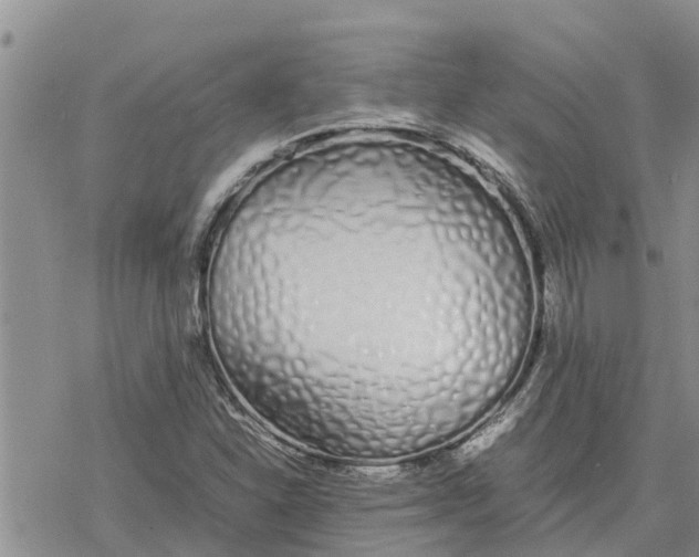 X0000078241310200611251229